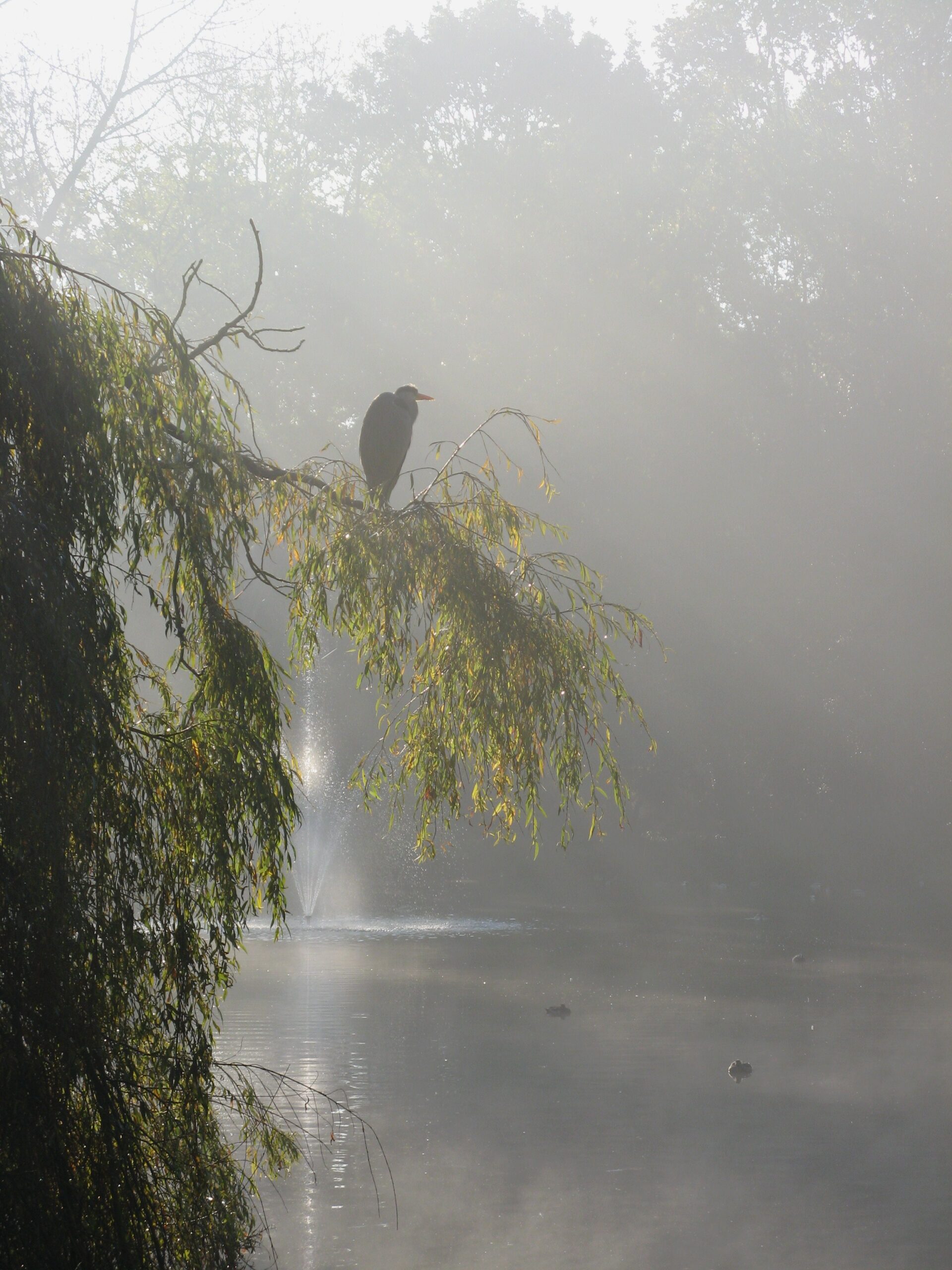 Jeru Kabbal over de Quantum Light Breath Tsuki
