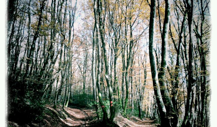 Zeer-ongeloofwaardig-en-in-strijd-met-de-realiteit